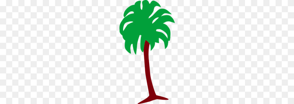 Palm Palm Tree, Plant, Tree, Person Free Png Download