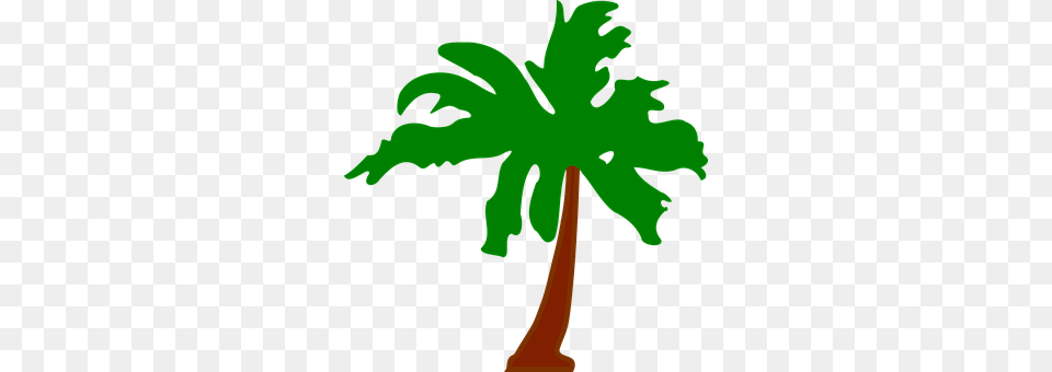 Palm Palm Tree, Plant, Tree, Person Free Png Download