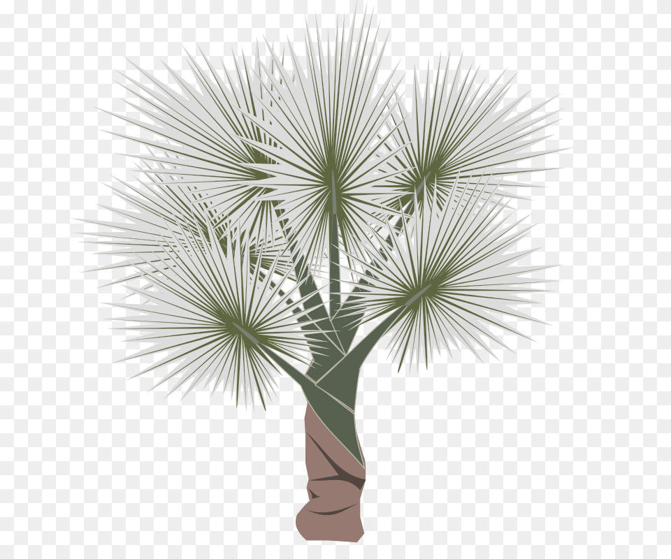 Palm, Palm Tree, Plant, Tree, Flower Free Png Download