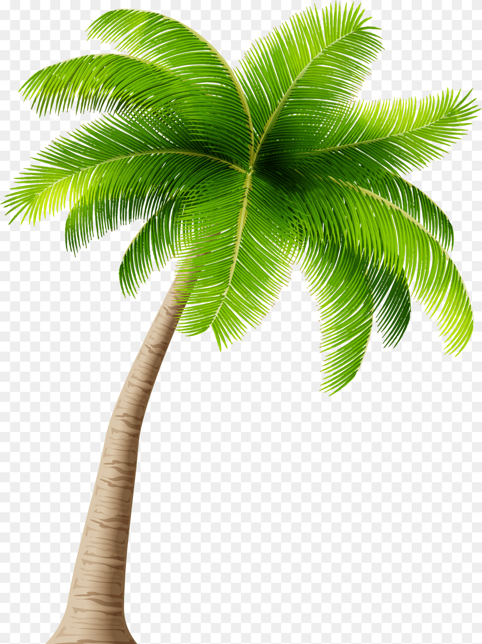 Palm Png