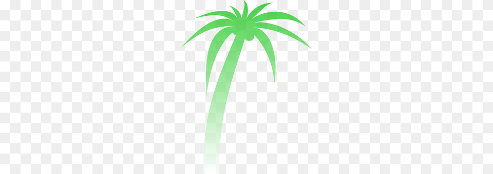 Palm Palm Tree, Plant, Tree Free Png