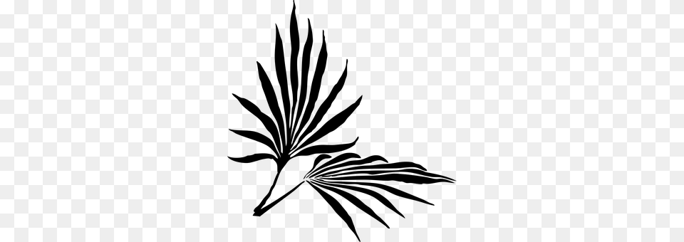 Palm Gray Png