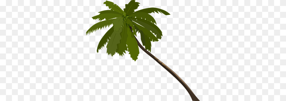 Palm Leaf, Palm Tree, Plant, Tree Png