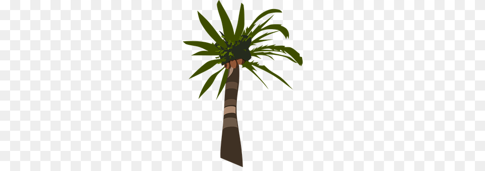 Palm Palm Tree, Plant, Tree Png