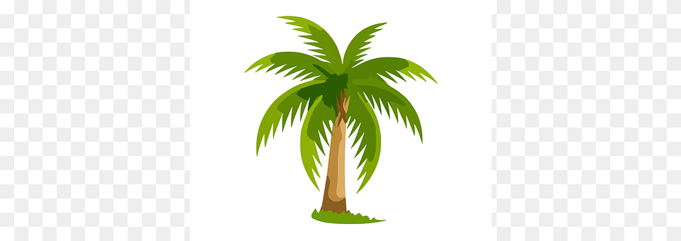 Palm Palm Tree, Plant, Tree Png Image