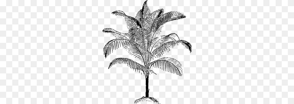 Palm Gray Png