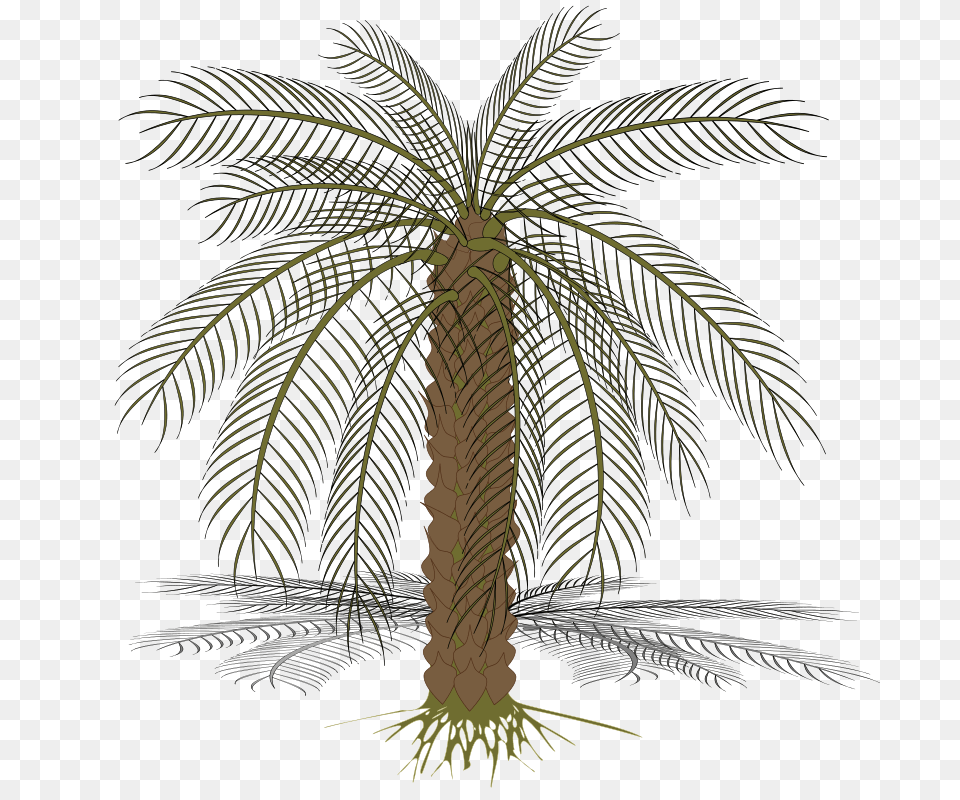 Palm, Palm Tree, Plant, Tree Free Transparent Png
