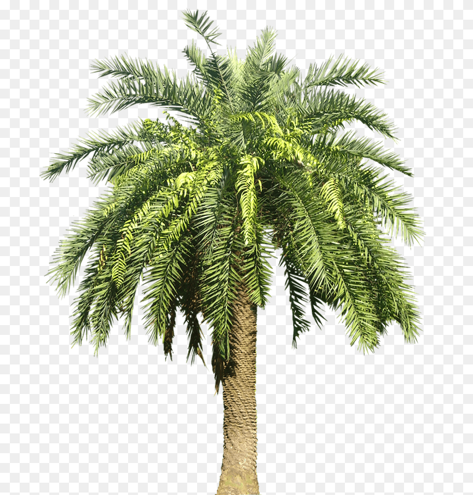 Palm And Vectors For Dlpngcom Palm Tree Transparent, Palm Tree, Plant, Fern Free Png Download