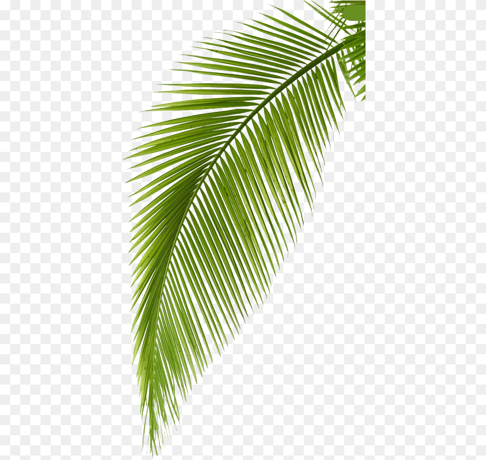 Palm Arecaceae Photography Leaf Branch Hq Image Palm Transparent Background Coconut Leaf, Fern, Palm Tree, Plant, Tree Free Png