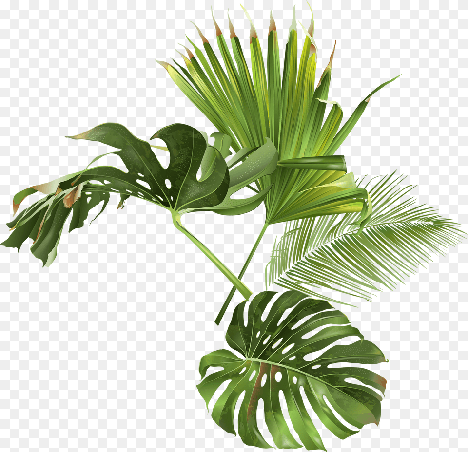 Palm Beach, Leaf, Palm Tree, Plant, Tree Png Image