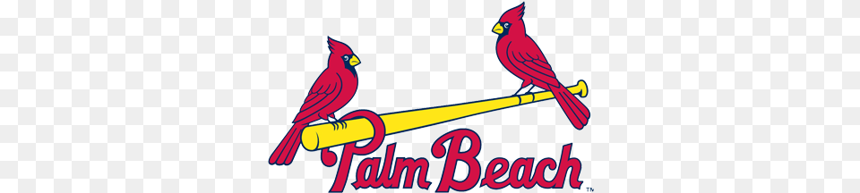 Palm Beach Cardinals Gopbcardinals Twitter Palm Beach Cardinals Logo, Animal, Bird, Cardinal Free Transparent Png
