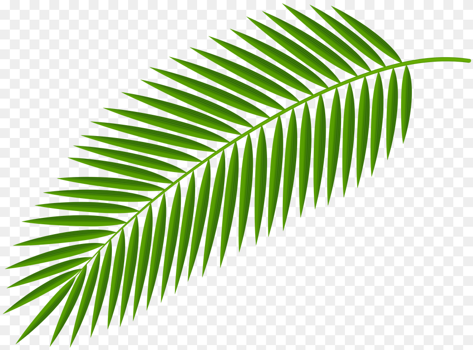 Palm Branch Clip Art Free Transparent Png