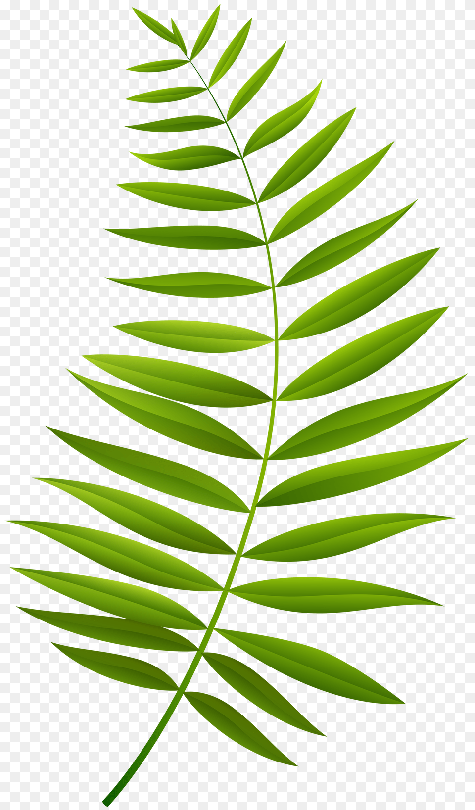 Palm Branch Clip Art, Fern, Grass, Green, Leaf Free Png