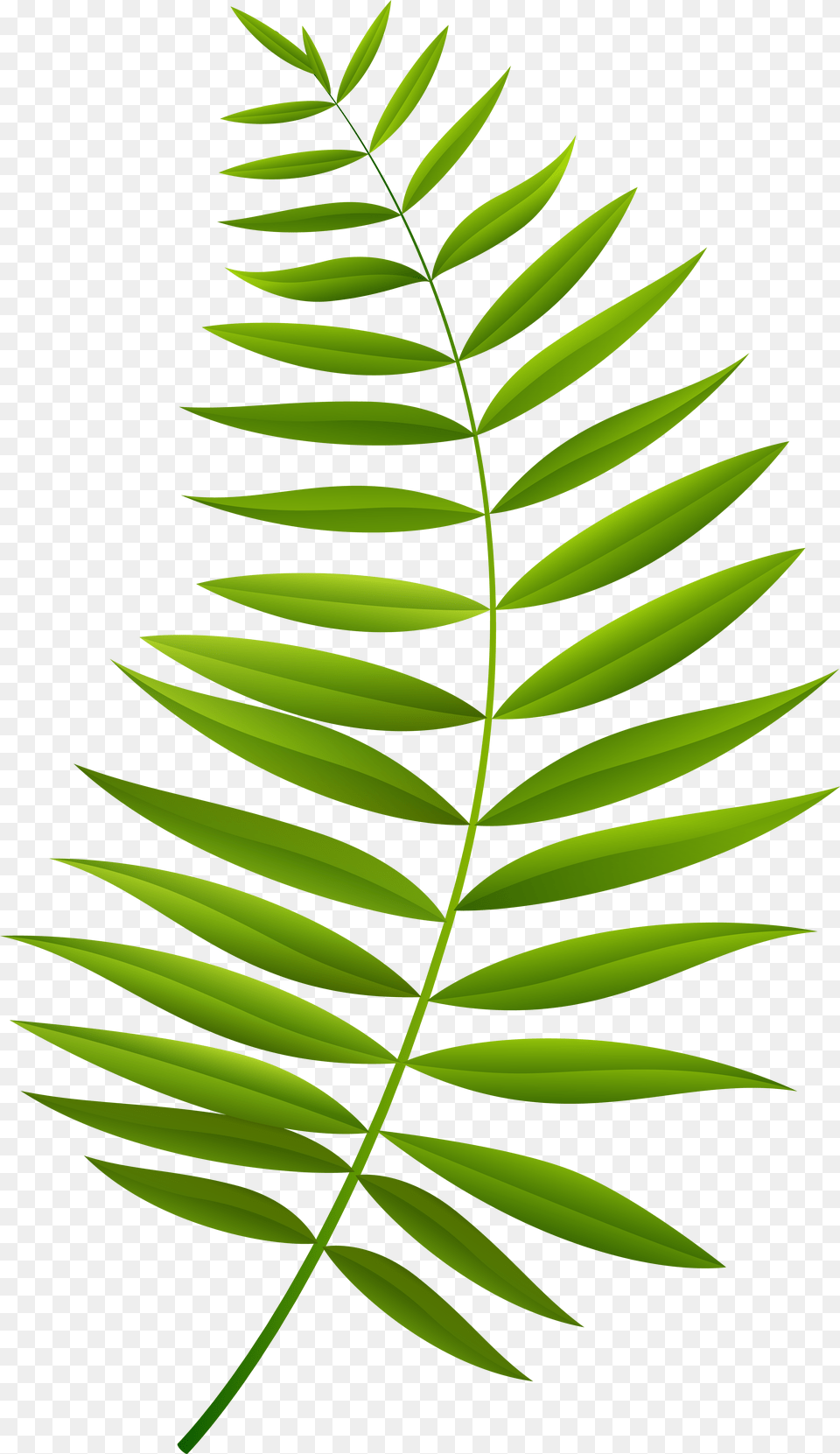 Palm Branch Clip Art Imageu200b Gallery Palm Leaf Cartoon, Green, Plant, Fern, Tree Free Png Download