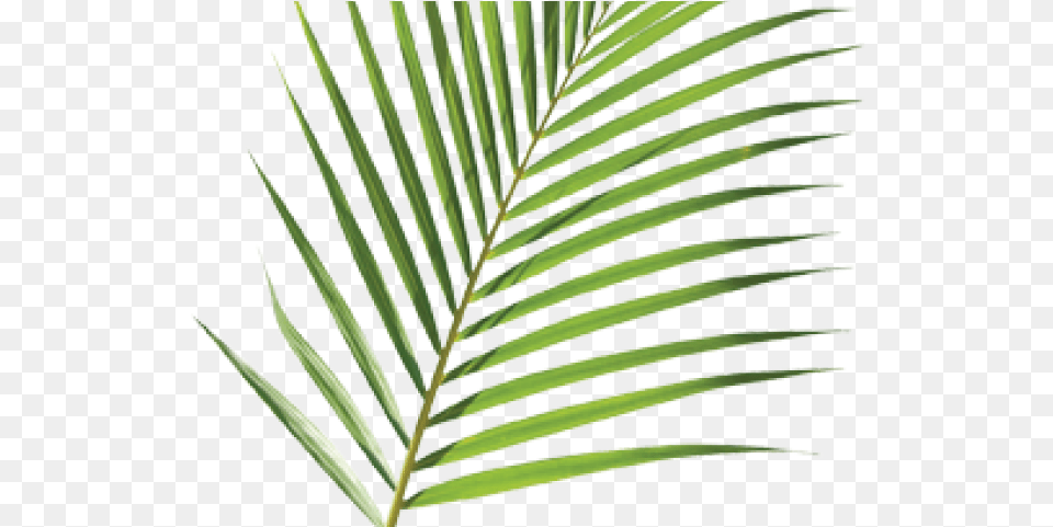 Palm Branch Cliparts Palm Sunday Palm Leaf, Plant, Tree, Vegetation Free Transparent Png