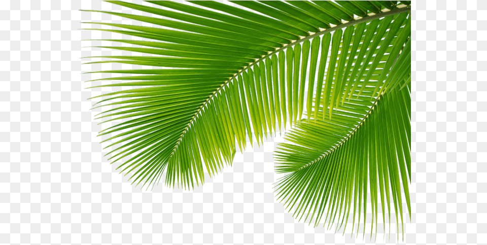 Palm Branch Palm Leaves Transparent, Vegetation, Tree, Summer, Plant Png Image