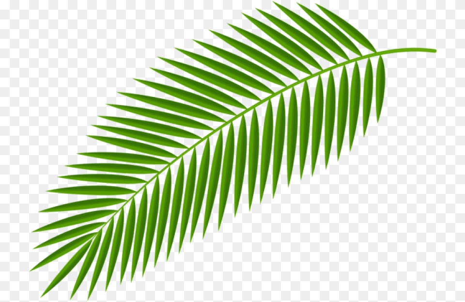 Palm Branch Transparent Clipart Palm Branch, Fern, Green, Leaf, Plant Png
