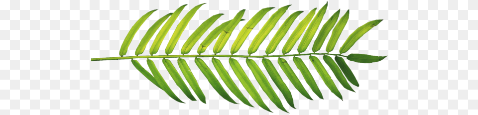 Palm Branch Trees Palmleaf Lifestyle Blog Cover For Facebook, Fern, Leaf, Plant, Tree Png Image