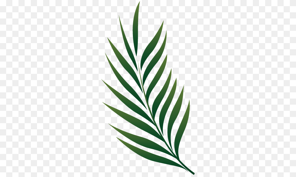 Palm Branch Wallpapers, Leaf, Plant, Tree, Green Png Image