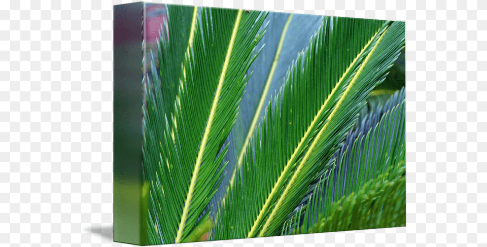 Palm Branches By Karen Adams Fresh, Leaf, Plant, Tree, Vegetation Free Transparent Png