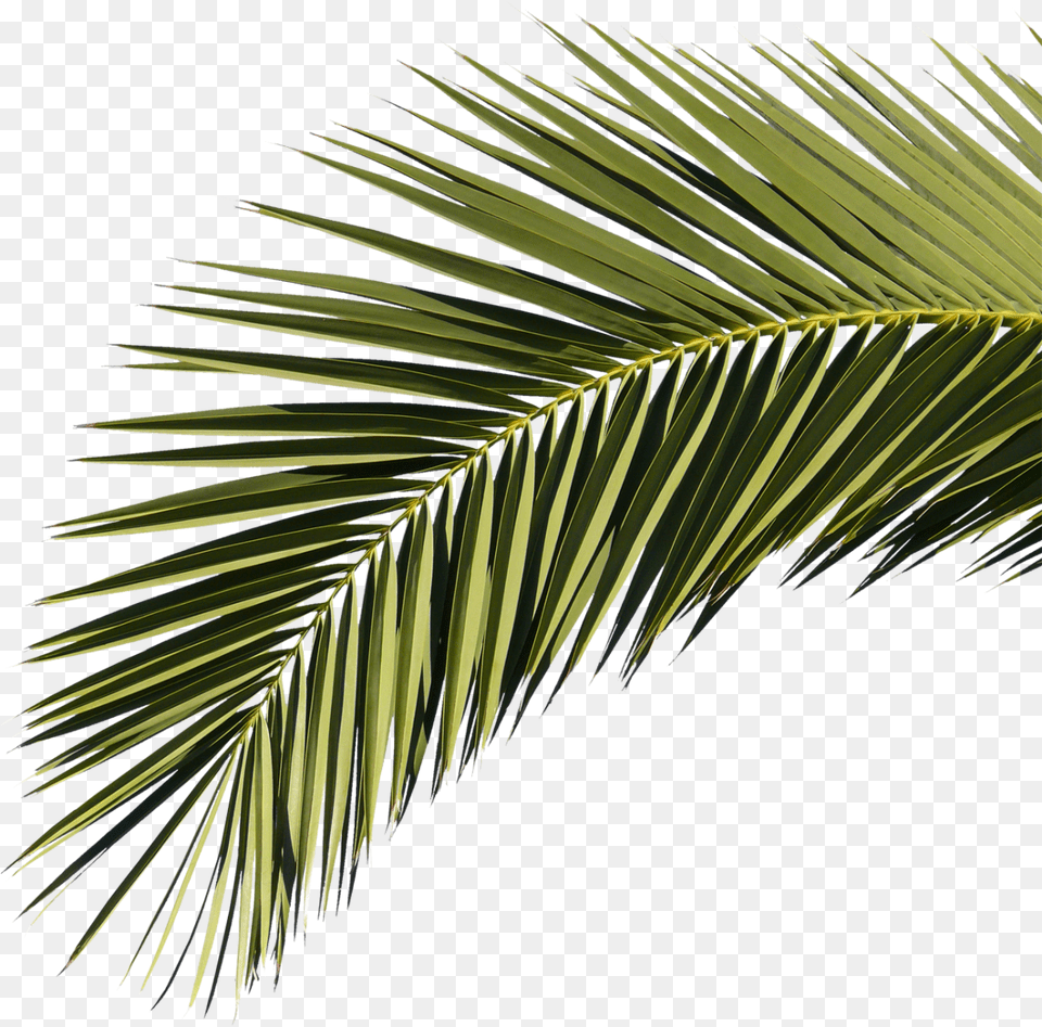 Palm Branches Transparent Clipart Roystonea Regia Leaf, Palm Tree, Plant, Tree, Vegetation Png Image