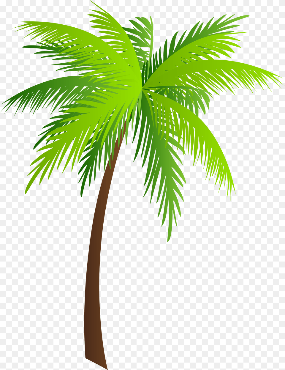 Palm Clip Art, Palm Tree, Plant, Tree, Leaf Free Transparent Png