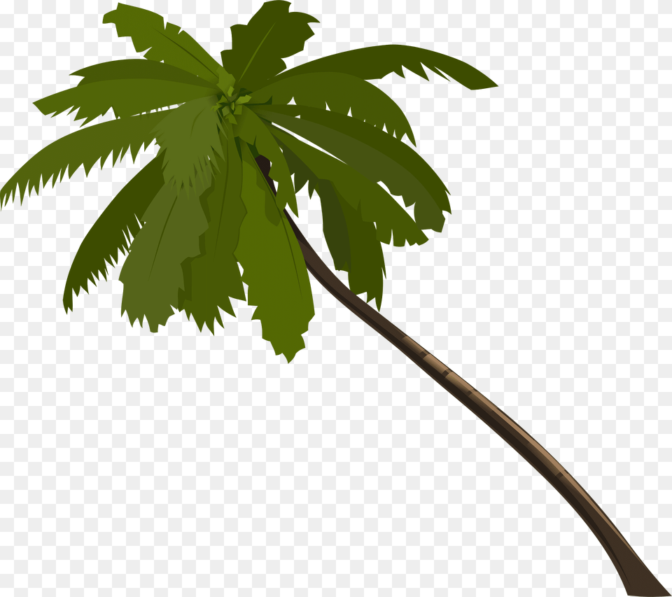 Palm Clipart, Palm Tree, Plant, Tree, Leaf Free Png
