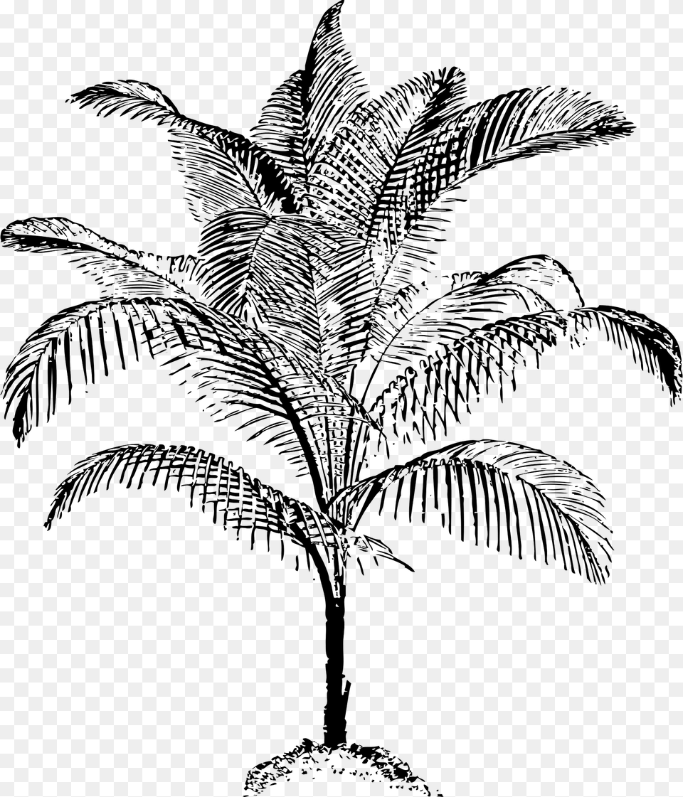 Palm Clipart, Palm Tree, Plant, Tree, Fern Free Png Download