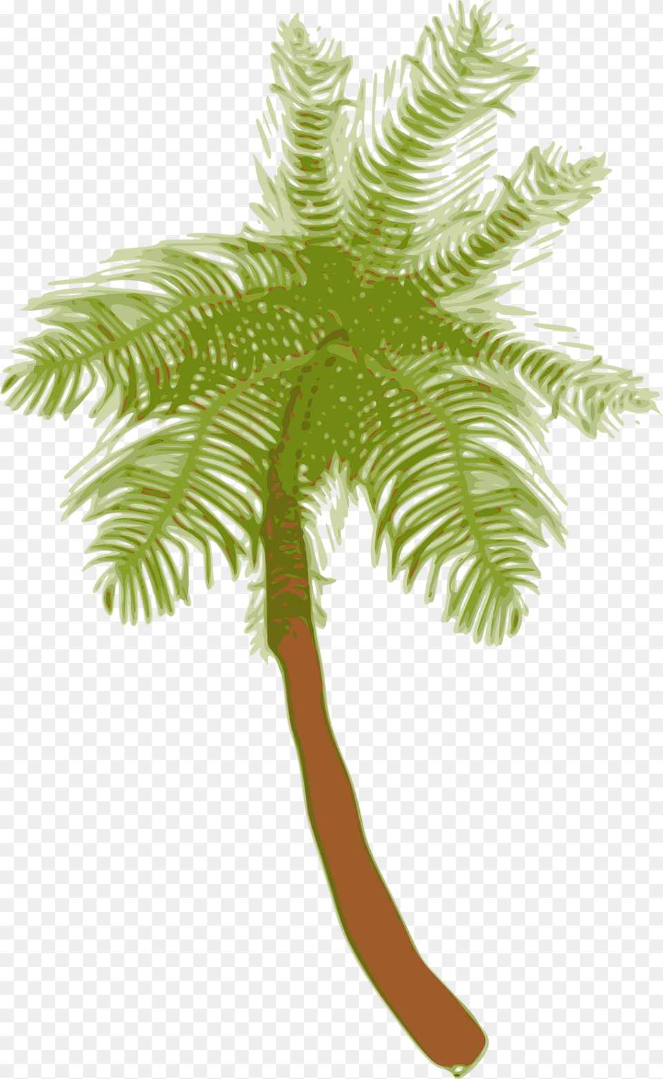 Palm Clipart, Palm Tree, Plant, Tree, Vegetation Free Transparent Png