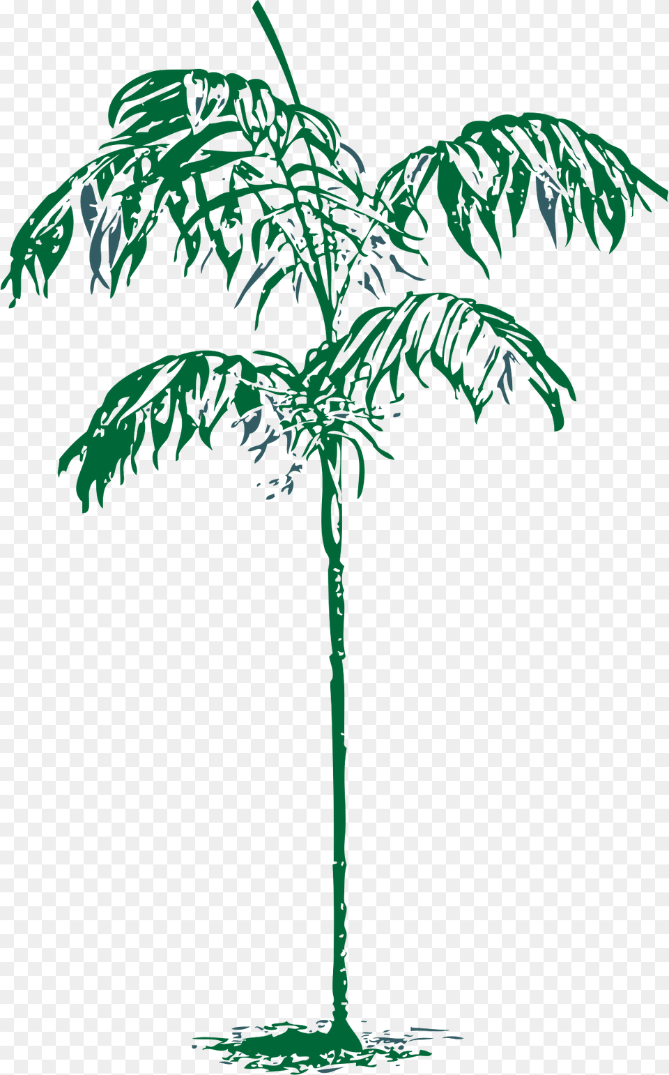 Palm Clipart, Palm Tree, Plant, Tree, Vegetation Free Png