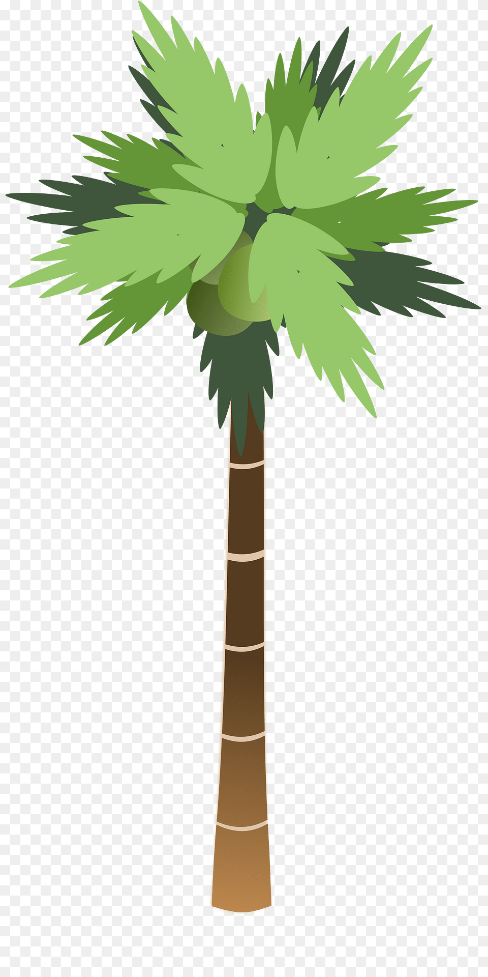 Palm Clipart, Palm Tree, Plant, Tree Free Png