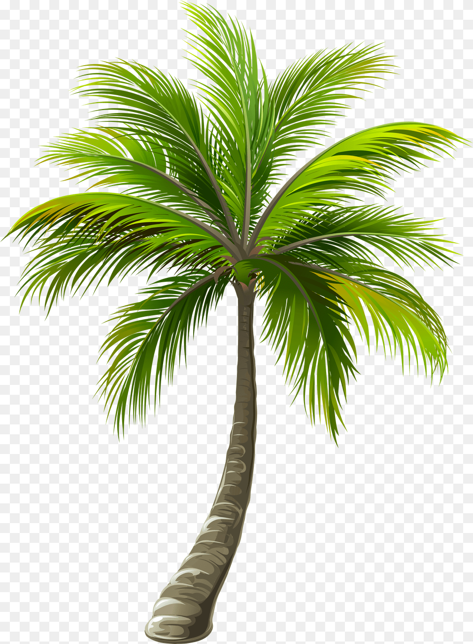 Palm Clipart Border Transparent Background Palm Tree Free Png Download