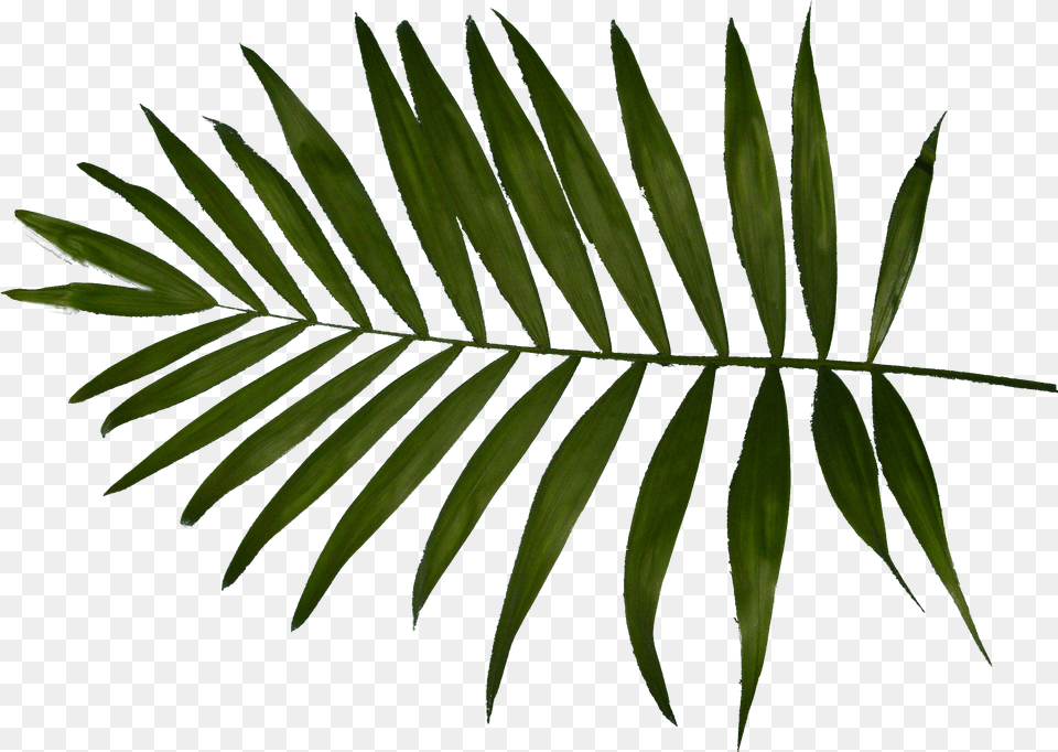 Palm Clipart Fern Palm Trees, Leaf, Plant, Tree Free Transparent Png