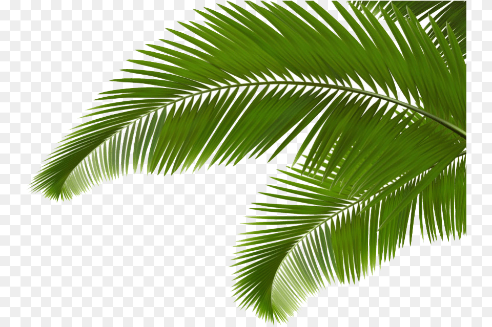 Palm Clipart Green Branch Coconut Tree Leaves Cartoon, Fern, Plant, Leaf, Palm Tree Free Transparent Png