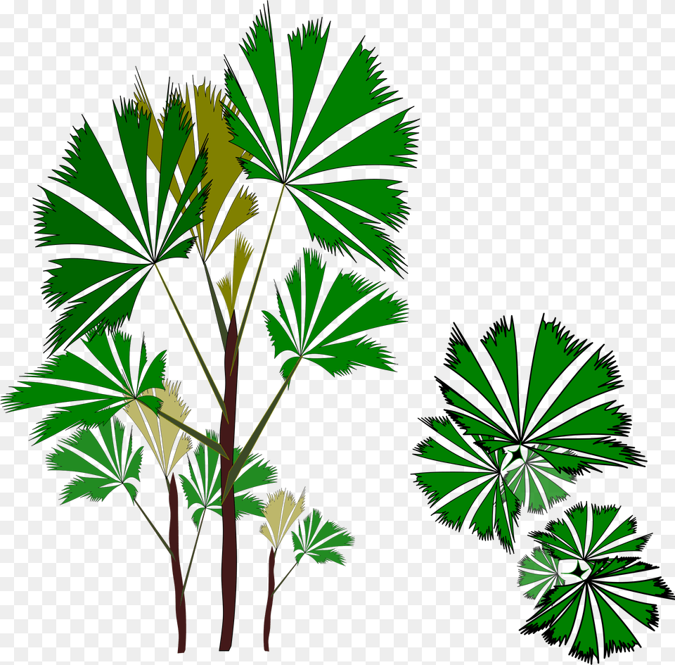 Palm Clipart Jungle Tree Transparent Free Free Evergreen Banner Clipart, Palm Tree, Green, Plant, Leaf Png Image