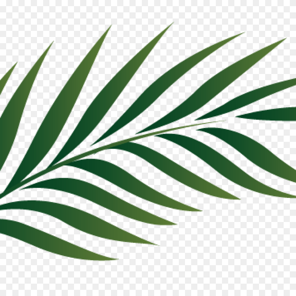 Palm Clipart Pencil Clipart House Clipart Online Download, Leaf, Plant, Tree, Green Free Png