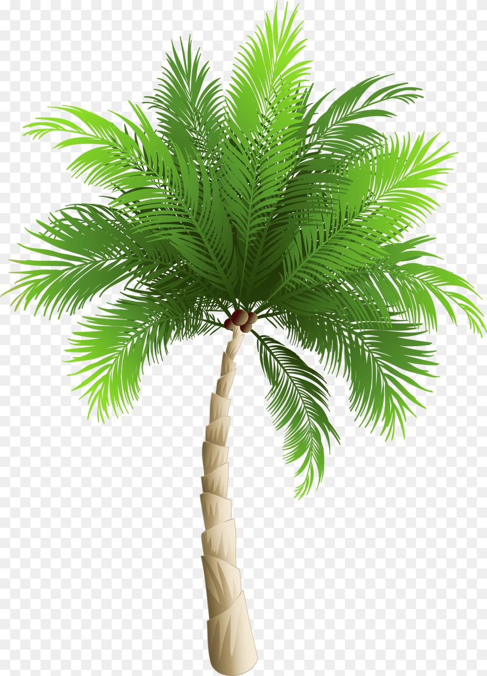 Palm Clipart Watercolor Tree Png Image