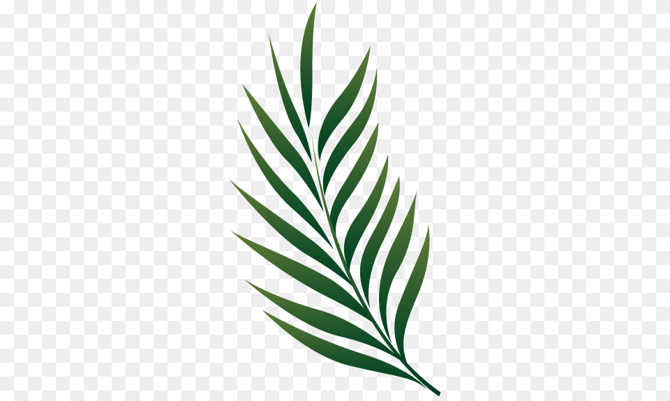 Palm Dibujo Tattoo, Leaf, Plant, Tree, Green Free Png Download