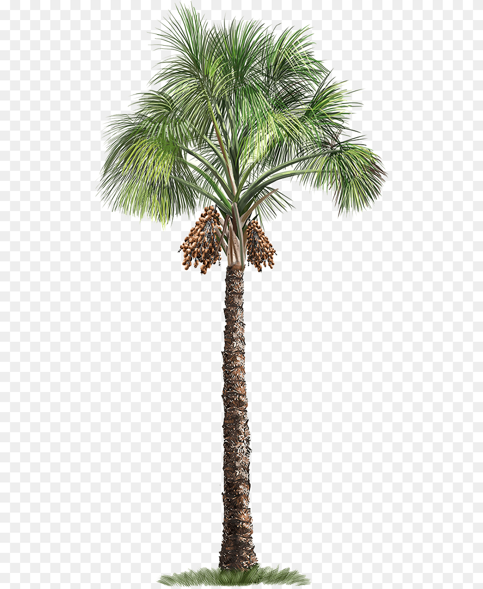Palm Flexuosa Mauritia Tree Arecaceae Download Background Palm Tree, Palm Tree, Plant Free Transparent Png