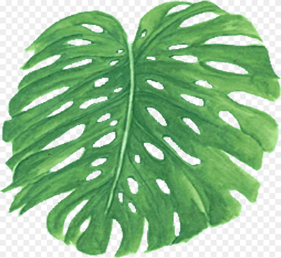 Palm Frawn Clipart Palm Trees, Leaf, Plant, Animal, Insect Free Transparent Png