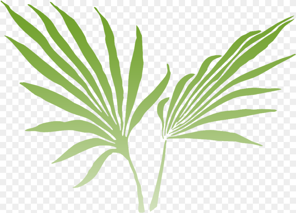 Palm Frond Clip Art, Leaf, Plant, Tree, Palm Tree Free Png