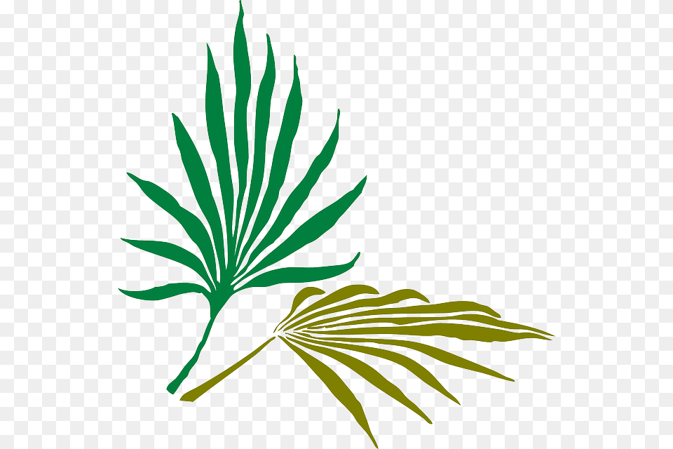 Palm Frond Clip Art, Plant, Leaf, Grass, Green Png Image