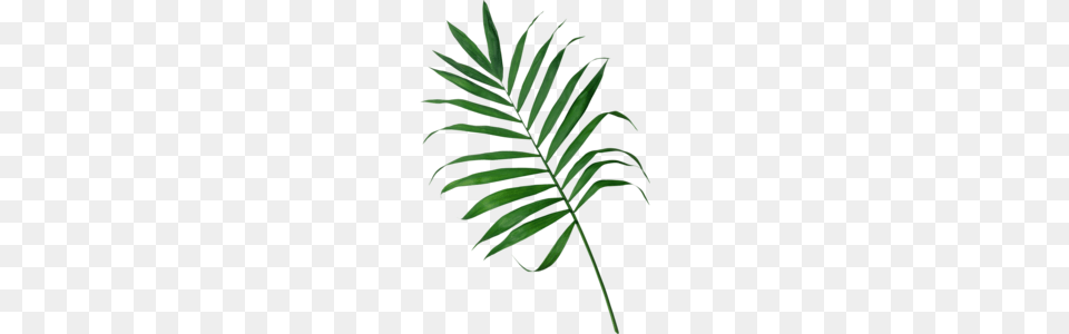 Palm Frond Clipart Clipart, Fern, Leaf, Plant, Tree Free Png Download