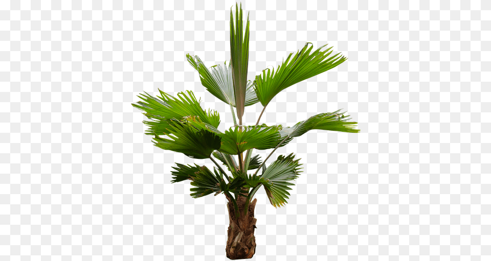 Palm Frond Palm Trees, Leaf, Palm Tree, Plant, Tree Png Image