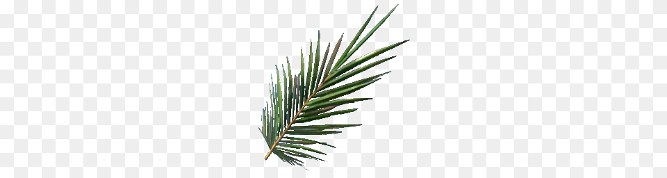 Palm Frond Stranded Deep Wiki Fandom Powered, Leaf, Plant, Tree, Palm Tree Png