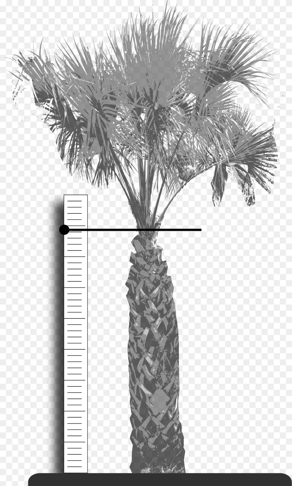 Palm Fronds, Palm Tree, Plant, Tree Free Png Download