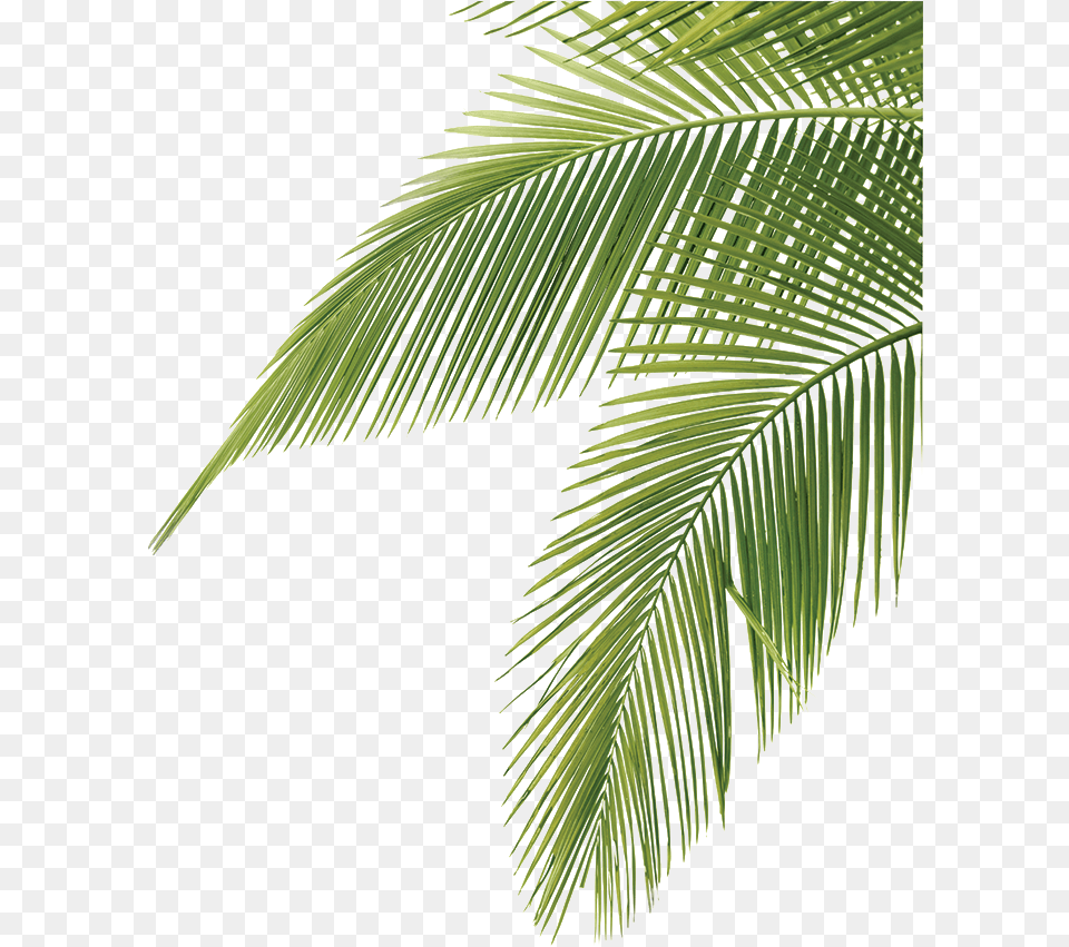 Palm Fronds Palm Tree Leaves, Leaf, Palm Tree, Plant, Vegetation Png Image