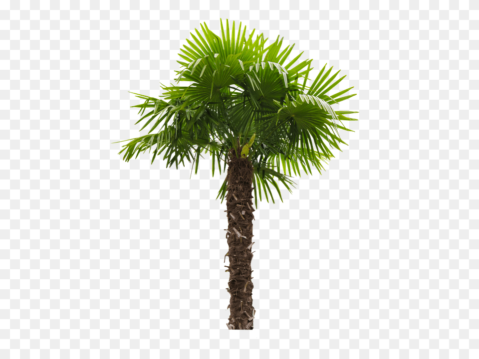Palm Fronds Tribe Coconut Tree California Fan Palm Tree, Palm Tree, Plant, Leaf Free Png Download