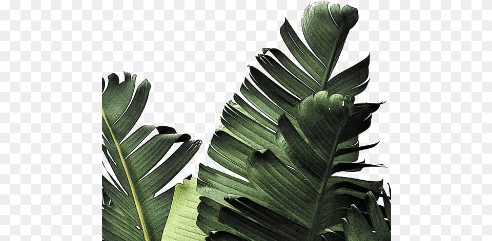 Palm Fronds Tropical Leaves Wallpaper Iphone Hd Real Tropical Leaves, Leaf, Plant, Green, Vegetation Png Image