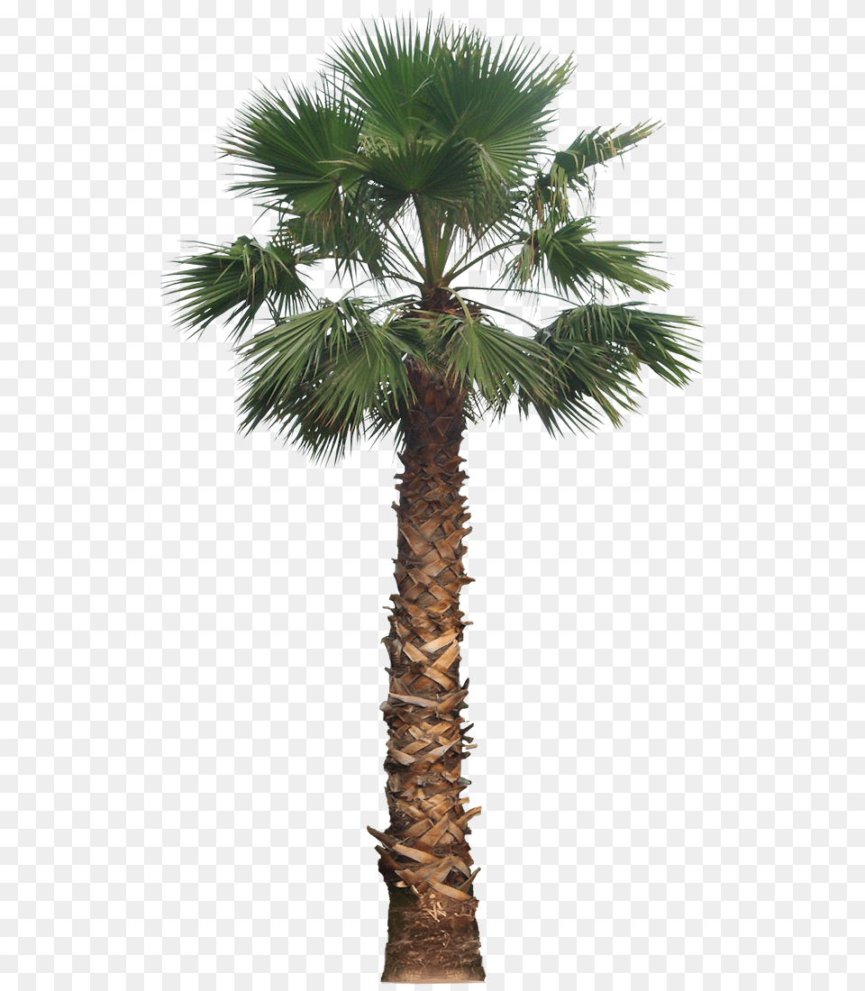 Palm Image Arts Washington Palm Tree, Palm Tree, Plant Free Png Download